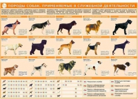 Комплект плакатов "Кинология" - «globural.ru» - Тихорецк