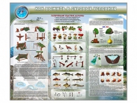 Стенд "Как выжить в суровых условиях" (вариант 1) - «globural.ru» - Тихорецк