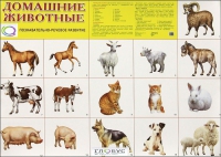 Демонстрационные карточки "Домашние животные" - «globural.ru» - Тихорецк