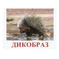 Карточки Домана "Дикие животные-3" - «globural.ru» - Тихорецк