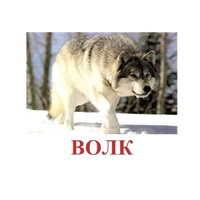 Карточки Домана "Дикие животные-1" - «globural.ru» - Тихорецк