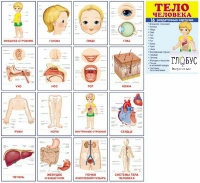 Раздаточные карточки "Тело человека" - «globural.ru» - Тихорецк