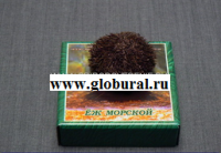Сухой препарат "Еж морской" - «globural.ru» - Тихорецк