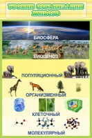 Стенд "Уровни организации живого" - «globural.ru» - Тихорецк