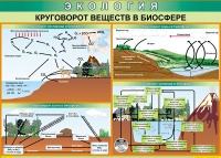 Таблица Круговорот веществ в биосфере 1000*700 винил - «globural.ru» - Тихорецк