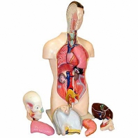 Торс человека разборный (42 см.) - «globural.ru» - Тихорецк