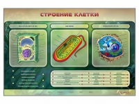 Электрифицированный стенд "Строение клетки" с маркерными полями - «globural.ru» - Тихорецк