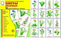 Демонстрационные карточки "Цветы полевые" - «globural.ru» - Тихорецк