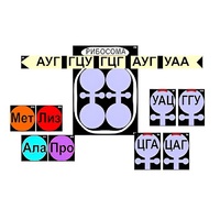 Модель-аппликация "Биосинтез белка" (ламинированная) - «globural.ru» - Тихорецк