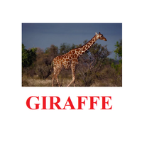 "Wild Animals-1" ("Дикие животные-1") английские карточки Домана - «globural.ru» - Тихорецк