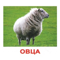 .Карточки Домана "Домашние животные" - «globural.ru» - Тихорецк