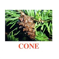 Карточки Домана "Going for a walk-2" ("На прогулке-2") на английском языке - «globural.ru» - Тихорецк