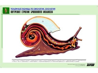 Рельефная таблица "Внутреннее строение брюхоногого моллюска" (формат А1, матовое ламинир.) - «globural.ru» - Тихорецк