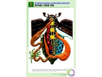 Рельефная таблица "Внутреннее строение жука" (формат А1, матовое ламинир.) - «globural.ru» - Тихорецк