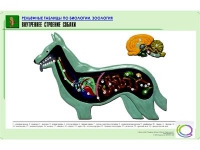 Рельефная таблица "Внутреннее строение собаки" (формат А1, матовое ламинир.) - «globural.ru» - Тихорецк