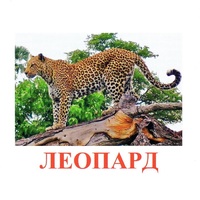Карточки Домана "Дикие животные-2" - «globural.ru» - Тихорецк