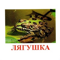 Карточки Домана "Амфибии и рептилии" - «globural.ru» - Тихорецк