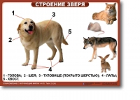 Ознакомление с окружающим миром. 1-4 класс. Комплект таблиц. Наглядные пособия для начальной школы, учебные пособия - «globural.ru» - Тихорецк