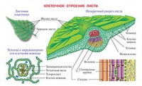 Плакаты и таблицы по биологии - «globural.ru» - Тихорецк