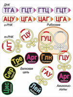 Модель-аппликация Биосинтез белка - «globural.ru» - Тихорецк