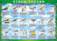 Таблица Птицы России из  4 листов в комплекте 1000*1400 винил	 - «globural.ru» - Тихорецк