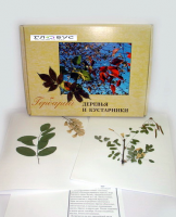 Гербарий Деревья и кустарники (20 видов) - «globural.ru» - Тихорецк