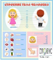 Стенд "Строение человека" для детей - «globural.ru» - Тихорецк