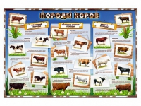 Стенд "Породы коров" - «globural.ru» - Тихорецк