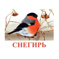 Карточки Домана "Птицы-1" - «globural.ru» - Тихорецк