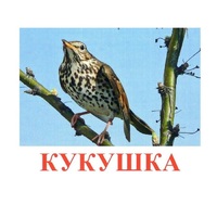 Карточки Домана "Птицы-3" - «globural.ru» - Тихорецк