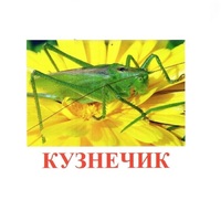 Карточки Домана "Насекомые" - «globural.ru» - Тихорецк
