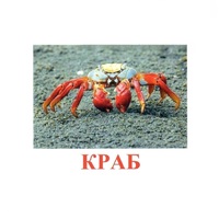 Карточки Домана "Подводный мир" - «globural.ru» - Тихорецк