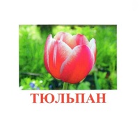 Карточки Домана "Цветы-1" - «globural.ru» - Тихорецк