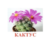 Карточки Домана "Цветы-2" - «globural.ru» - Тихорецк