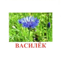 Карточки Домана "Полевые цветы-Травы" - «globural.ru» - Тихорецк