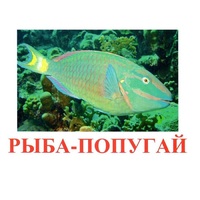 Карточки Домана "Рыбы" - «globural.ru» - Тихорецк