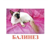 Карточки Домана "Породы кошек" - «globural.ru» - Тихорецк