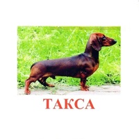 Карточки Домана "Породы собак" - «globural.ru» - Тихорецк