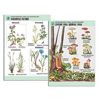 Комплект таблиц для начальной школы "Окружающий мир. Грибы. Растительный мир" - «globural.ru» - Тихорецк