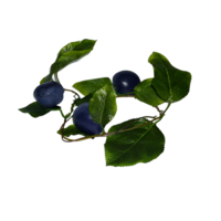 Ветка муляжей "Слива" - «globural.ru» - Тихорецк