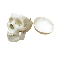 Модель "Череп человека" - «globural.ru» - Тихорецк