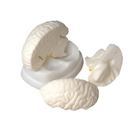 Модель мозга в разрезе - «globural.ru» - Тихорецк