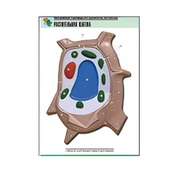 Рельефная таблица "Растительная клетка" (формат А1, матовое ламинир.) - «globural.ru» - Тихорецк