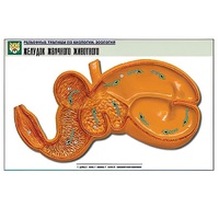 Рельефная таблица "Желудок жвачного животного" (формат А1, матовое ламинир.) - «globural.ru» - Тихорецк