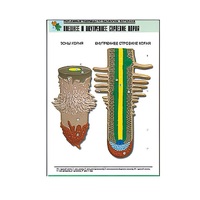 Рельефная таблица "Внешнее и внутреннее строение корня" (формат А1, матовое ламинир.) - «globural.ru» - Тихорецк