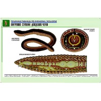 Рельефная таблица "Внутреннее строение дождевого червя" (формат А1, матовое ламинир.) - «globural.ru» - Тихорецк