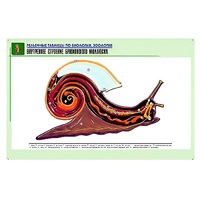 Рельефная таблица "Внутреннее строение брюхоногого моллюска" (формат А1, матовое ламинир.) - «globural.ru» - Тихорецк