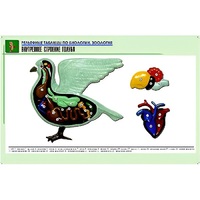 Рельефная таблица "Внутреннее строение голубя" (формат А1, матовое ламинир.) - «globural.ru» - Тихорецк