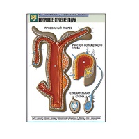 Рельефная таблица "Внутреннее строение гидры" (формат А1, матовое ламинир.) - «globural.ru» - Тихорецк