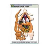 Рельефная таблица "Внутреннее строение кролика" (формат А1, матовое ламинир.) - «globural.ru» - Тихорецк